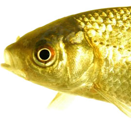 Veterinary services for your pet07