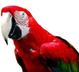 Veterinary services for your pet17